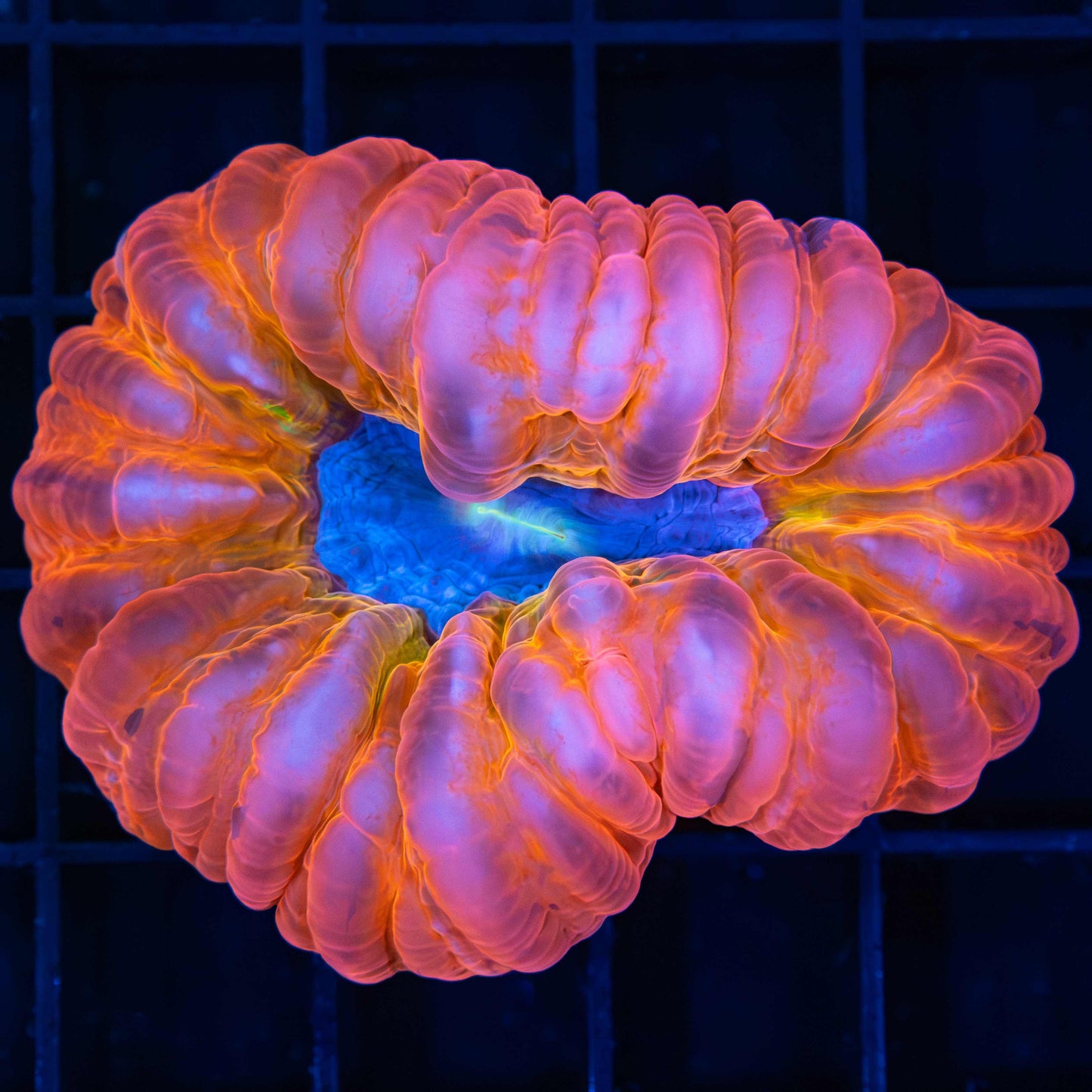 Rainbow Cynarina 2.25-2.5"