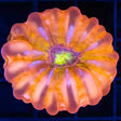 Rainbow Cynarina