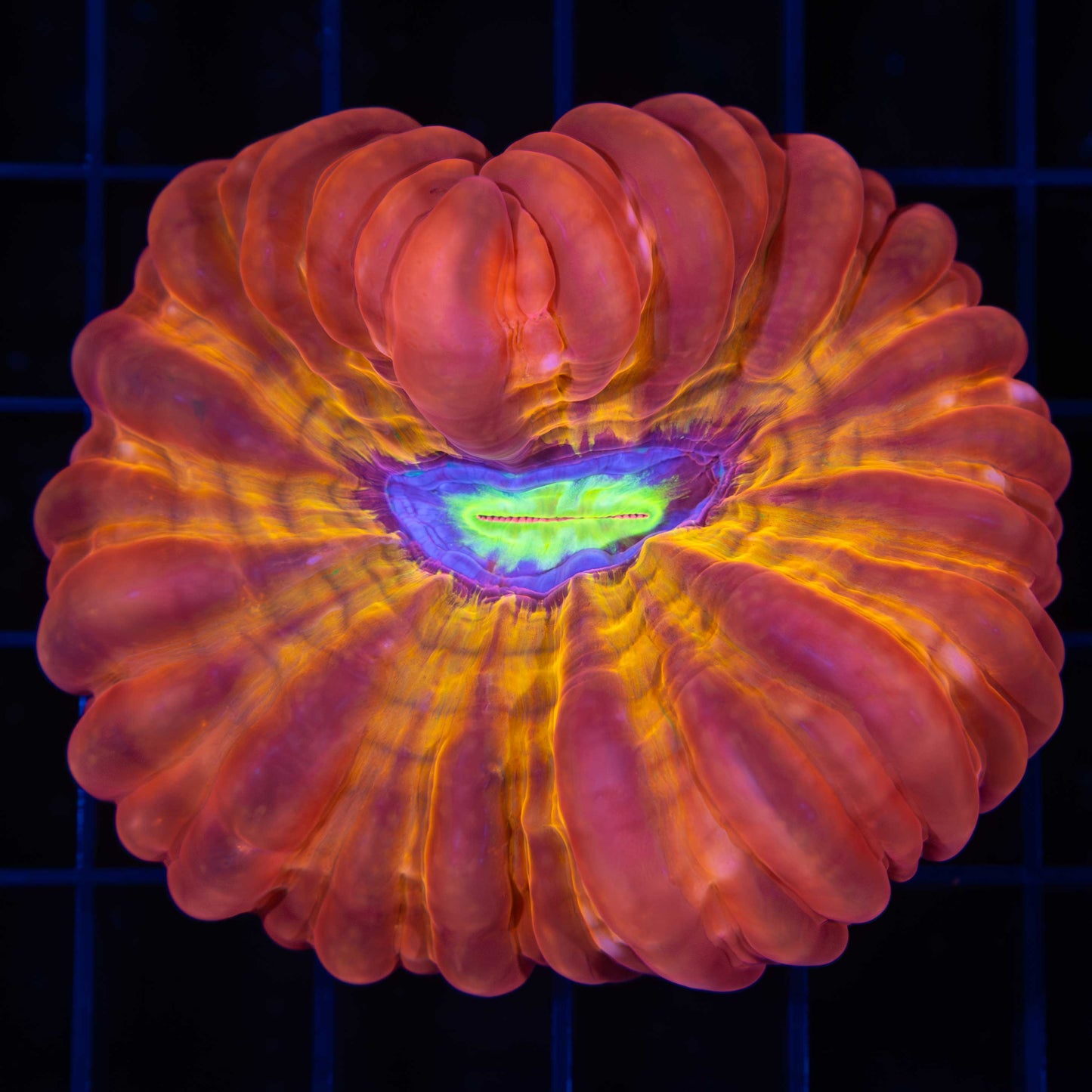 Rainbow Cynarina Coral (Wow!)