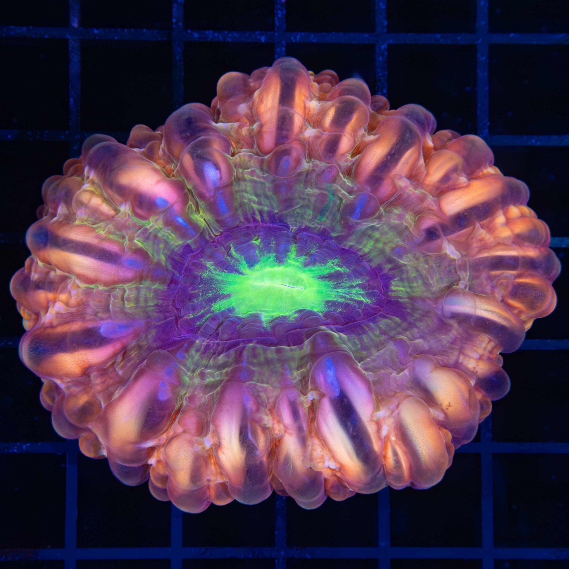 Rainbow Cynarina Coral