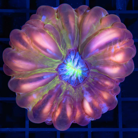 Rainbow Cynarina Coral