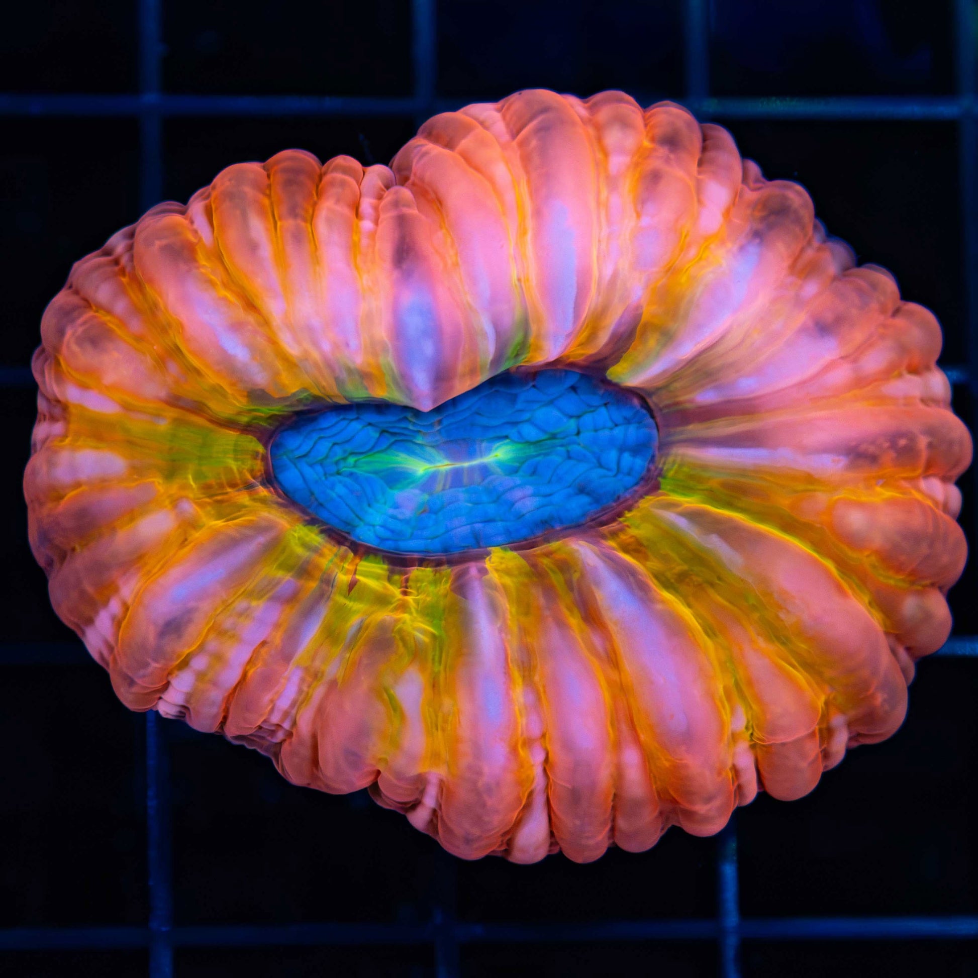 Rainbow Cynarina 2.25"