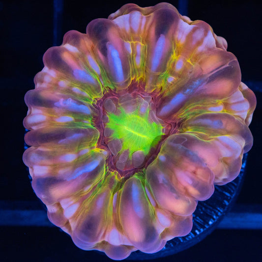 Small Rainbow Cynarina