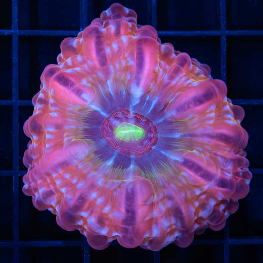 Rainbow Cynarina
