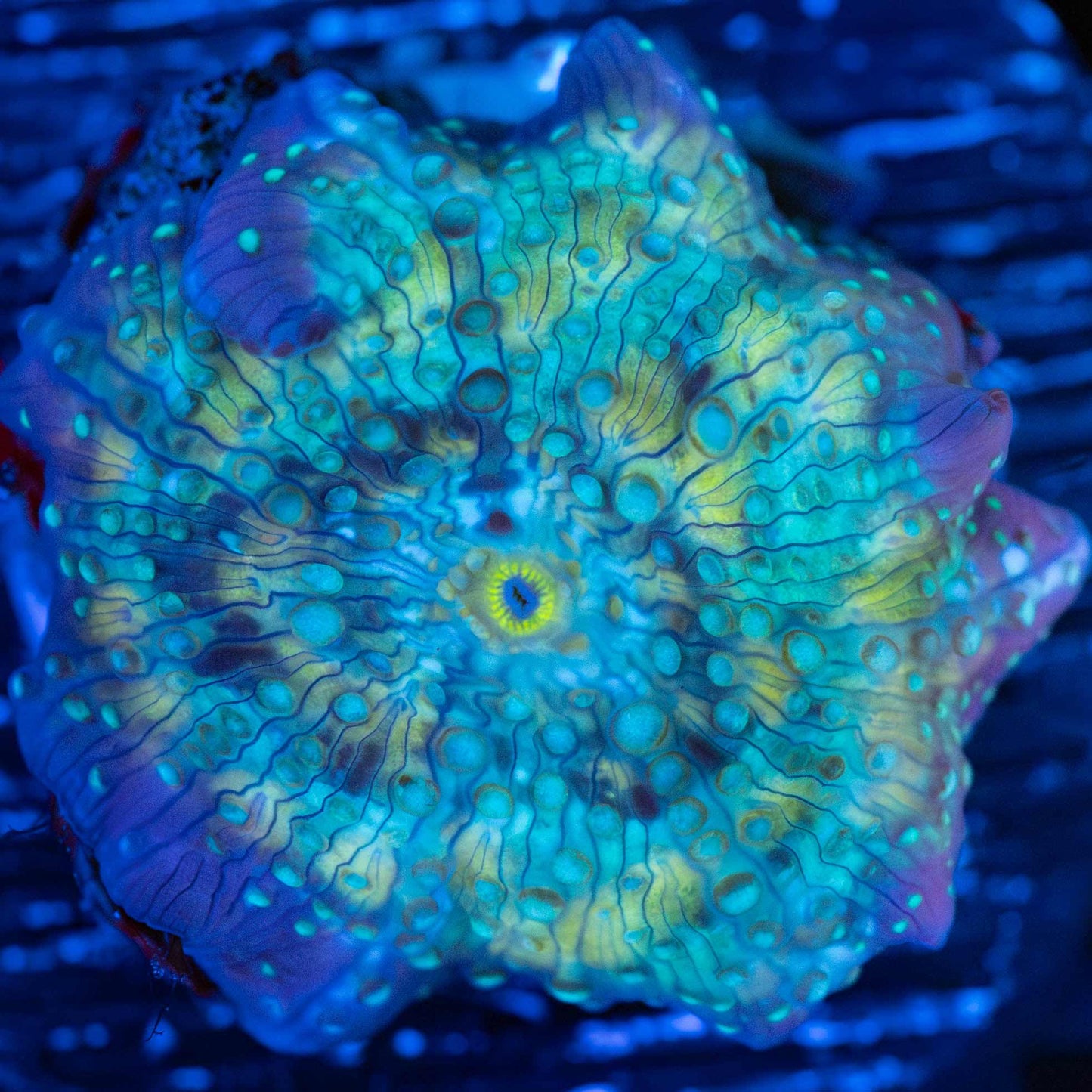 Rainbow Discosoma Mushroom