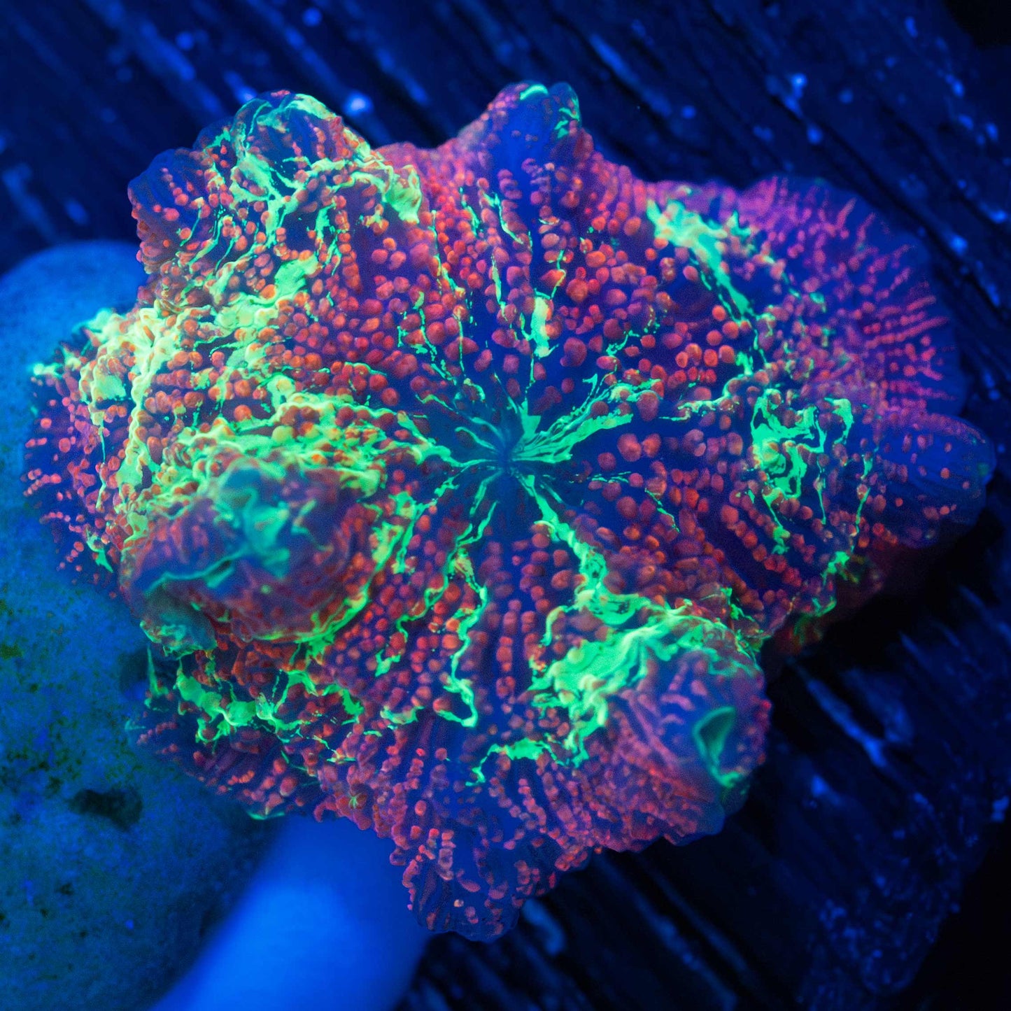 Rainbow Eclectus Mushroom