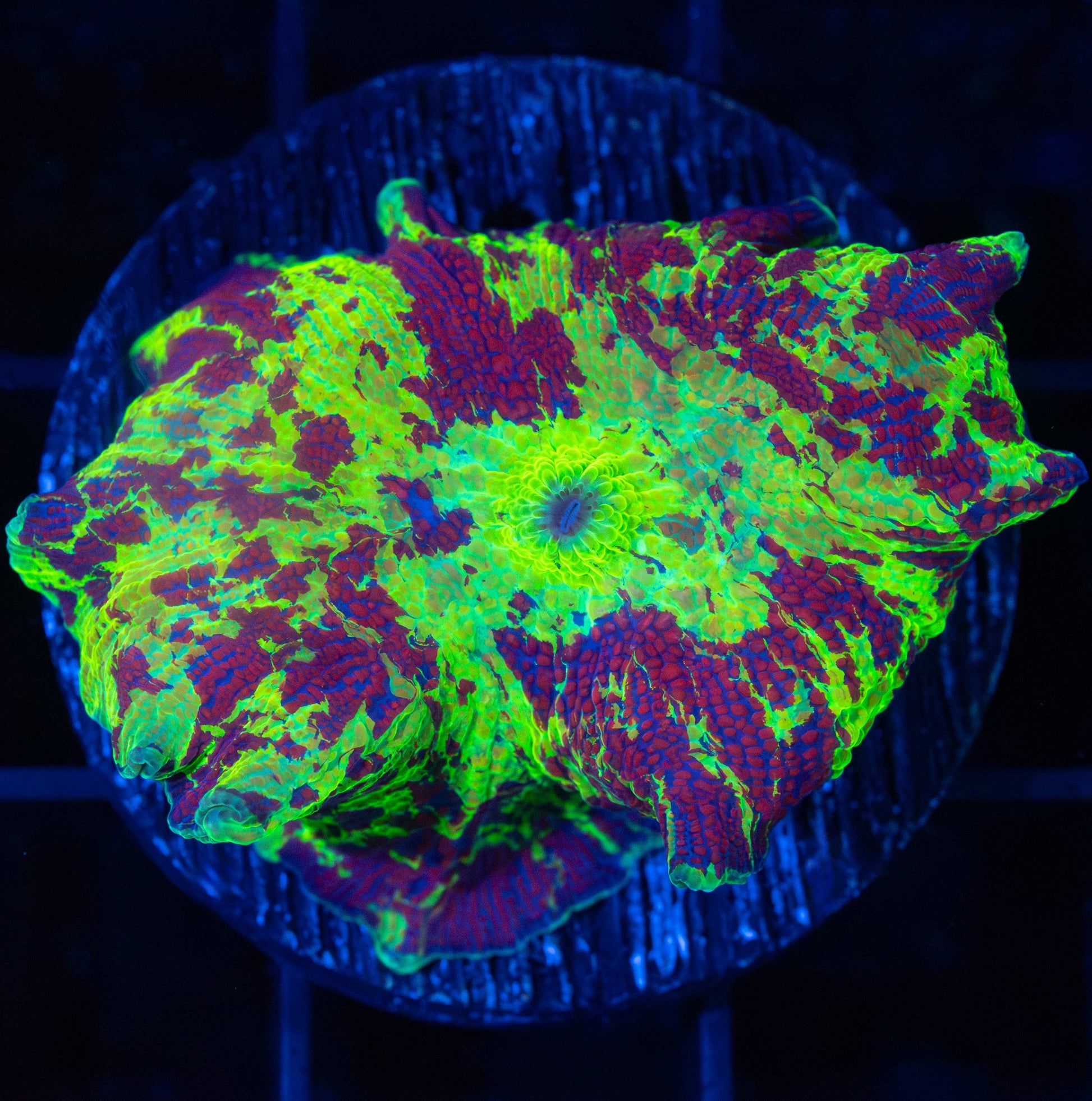 rainbow Eclectus mushroom