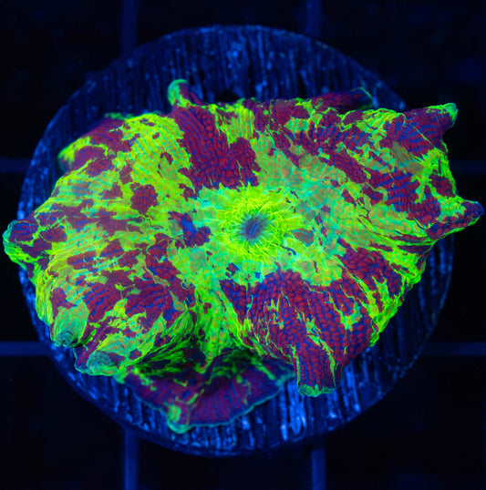 rainbow Eclectus mushroom