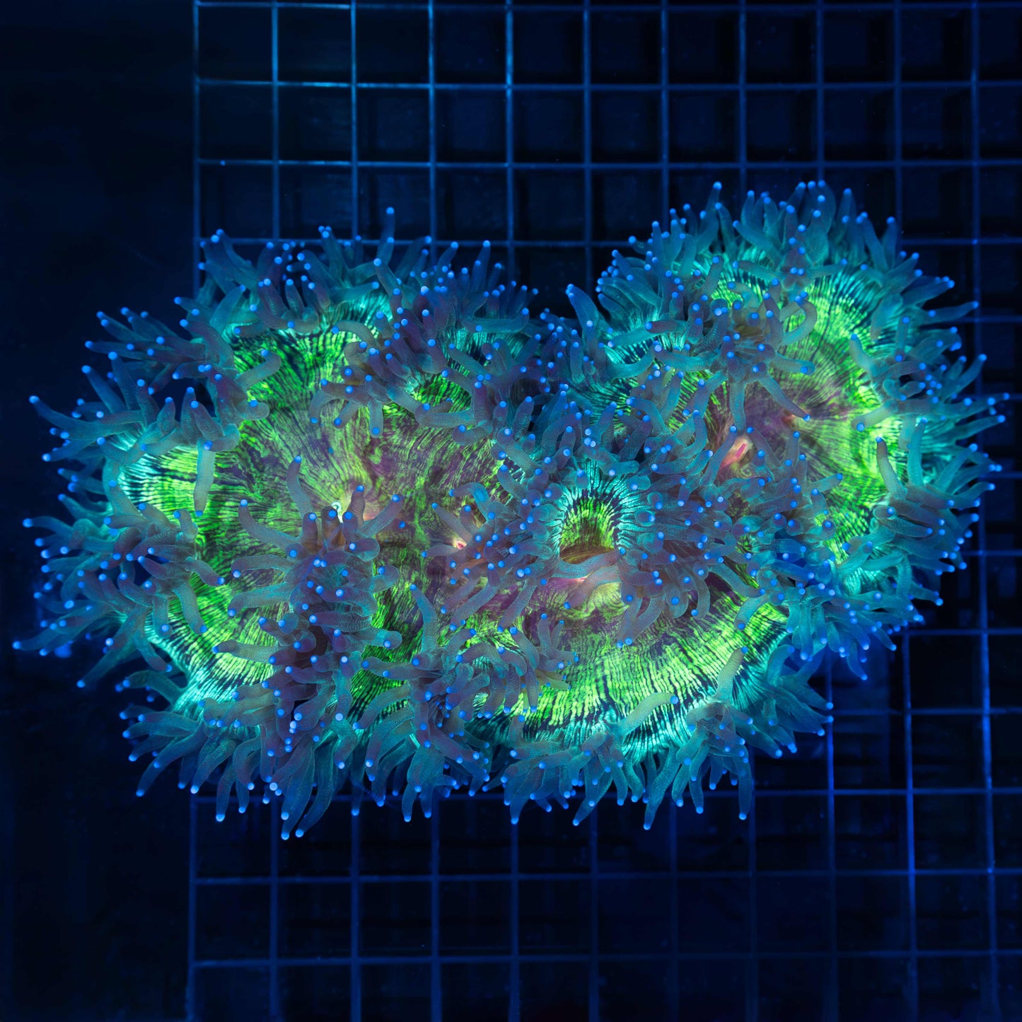 XL Rainbow Elegance Coral 9"
