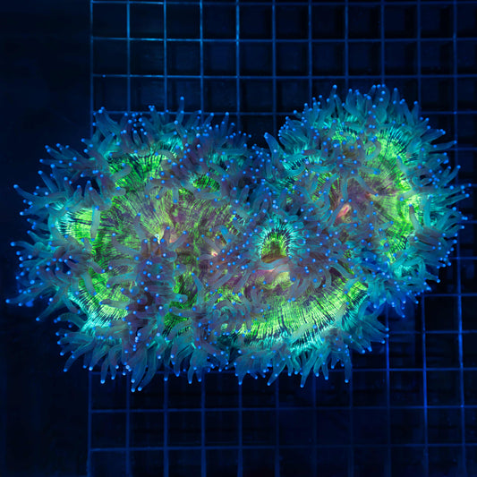 XL Rainbow Elegance Coral 9"