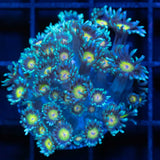 Rainbow Eye Goniopora