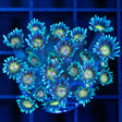 Rainbow Eye Goniopora Frag