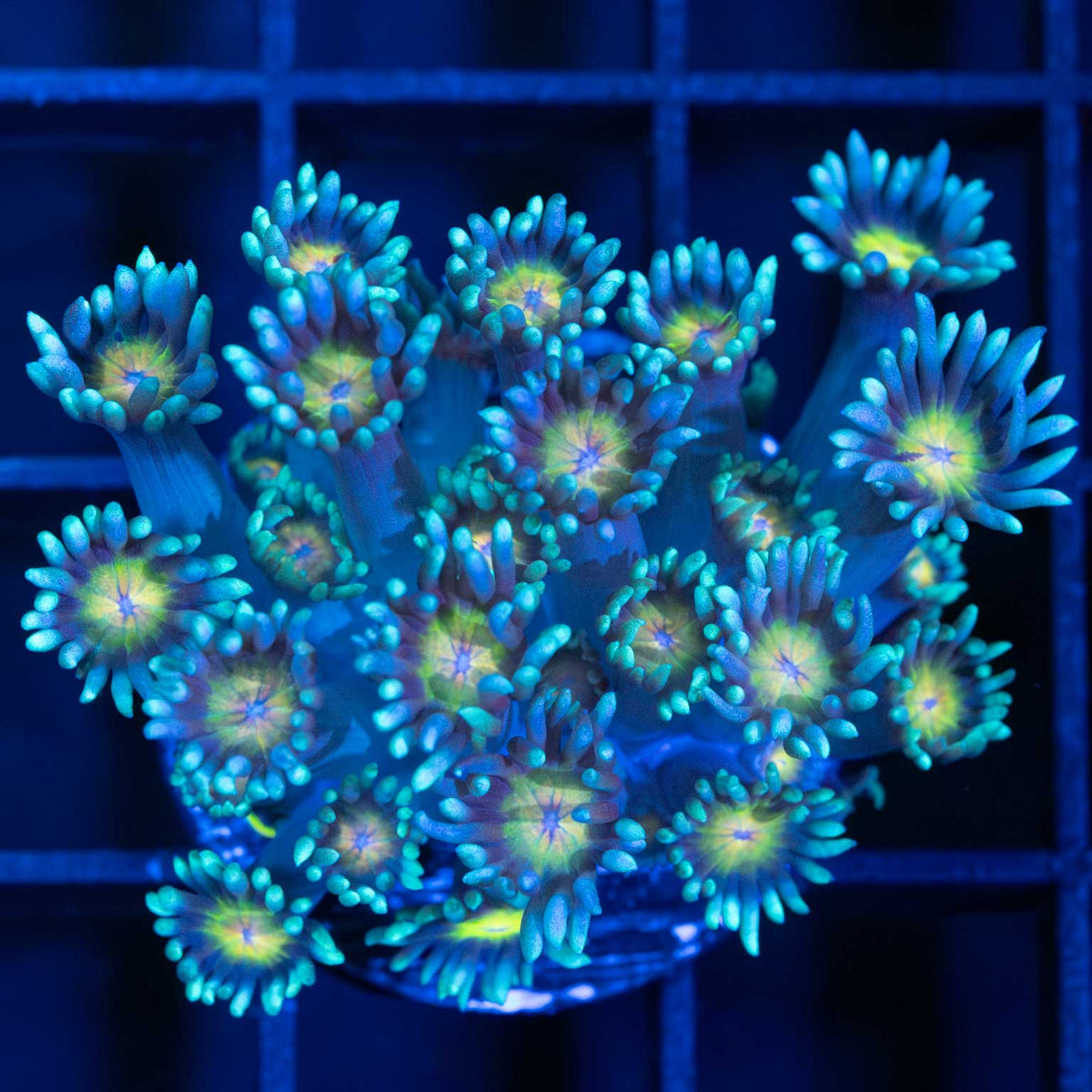 Rainbow Eye Goniopora Frag
