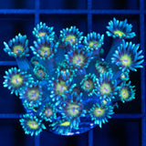 Rainbow Eye Goniopora Frag