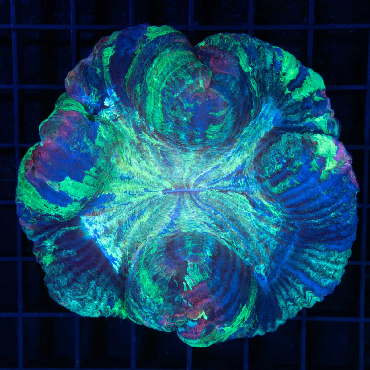 Pink Teal Blue Flat-Bottom Trachyphyllia