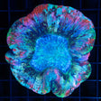 Rainbow Flat-bottom Trachyphyllia