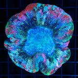 Rainbow Flat-bottom Trachyphyllia