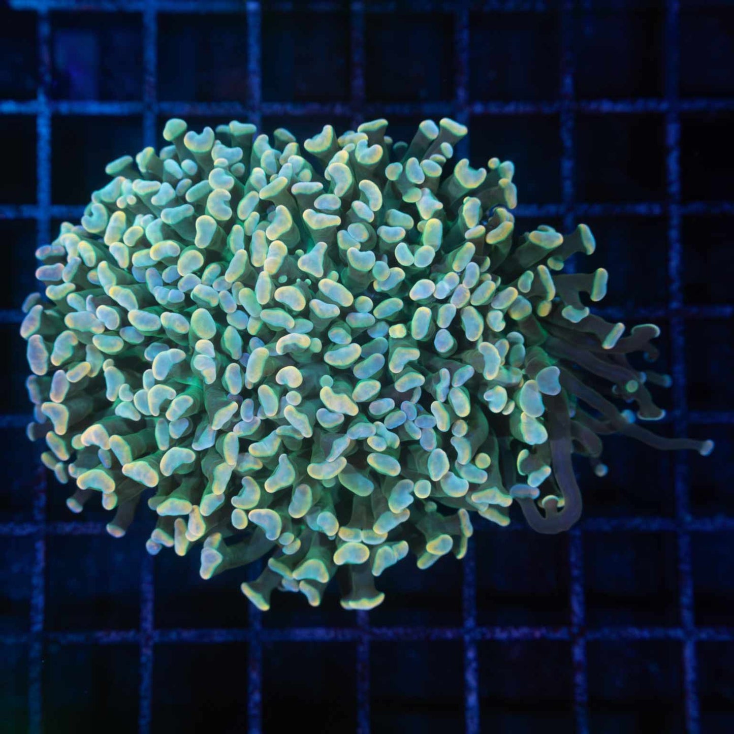 Rainbow Frammer Coral Branching 3.75"