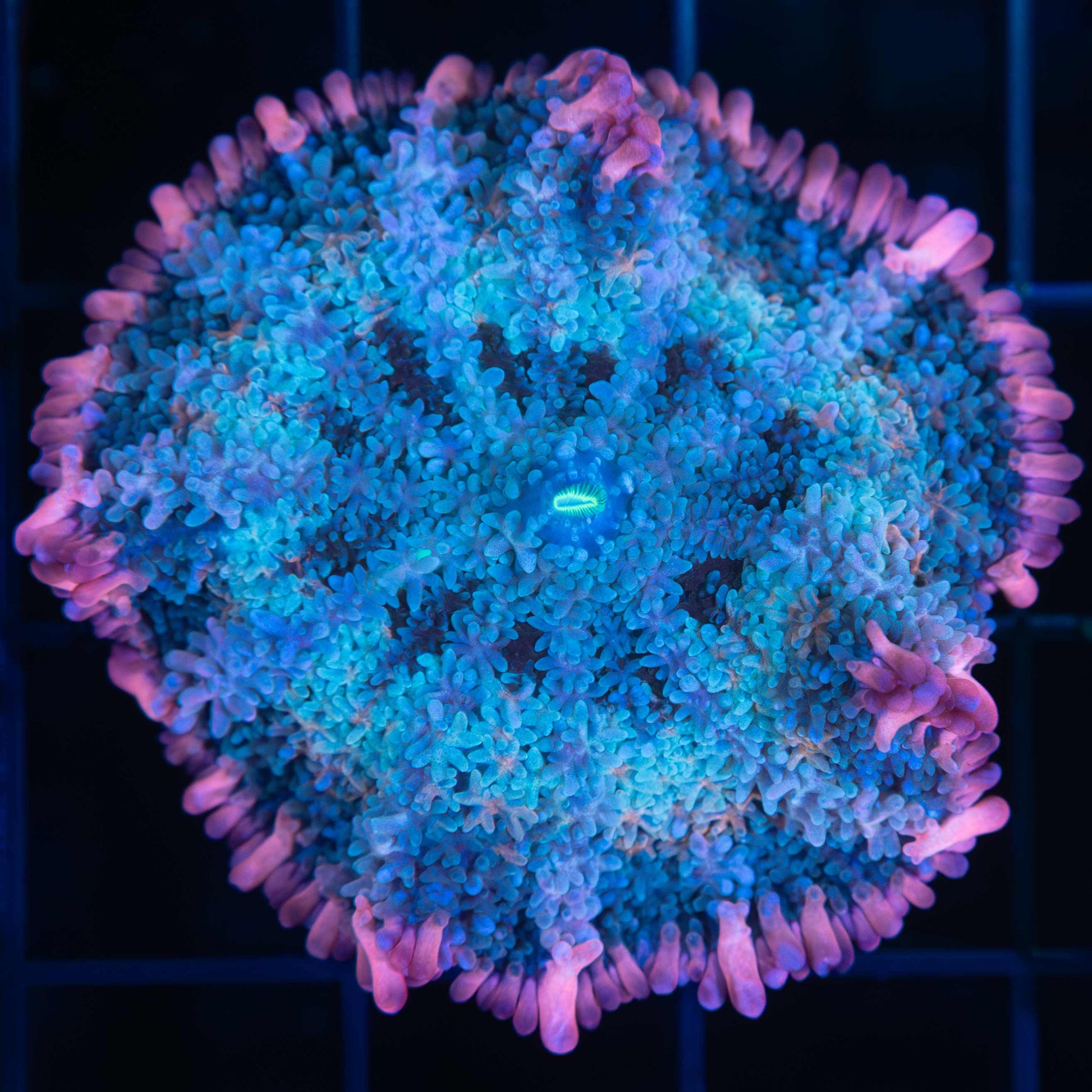 Rainbow Frankenstein Mushroom