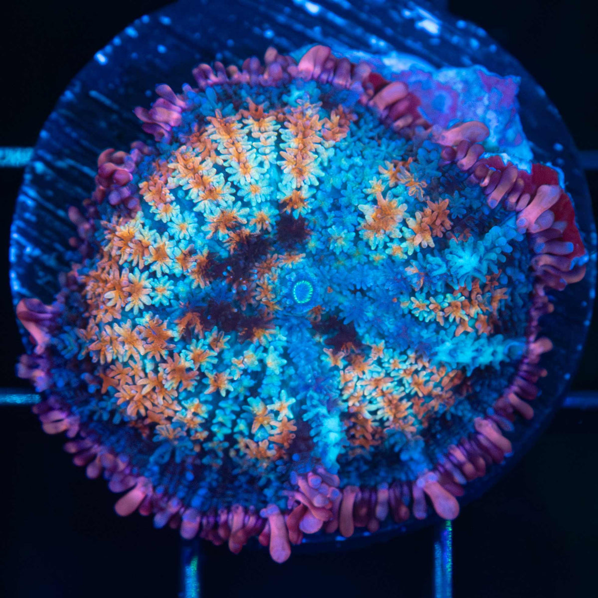 Rainbow Frankenstein Mushroom