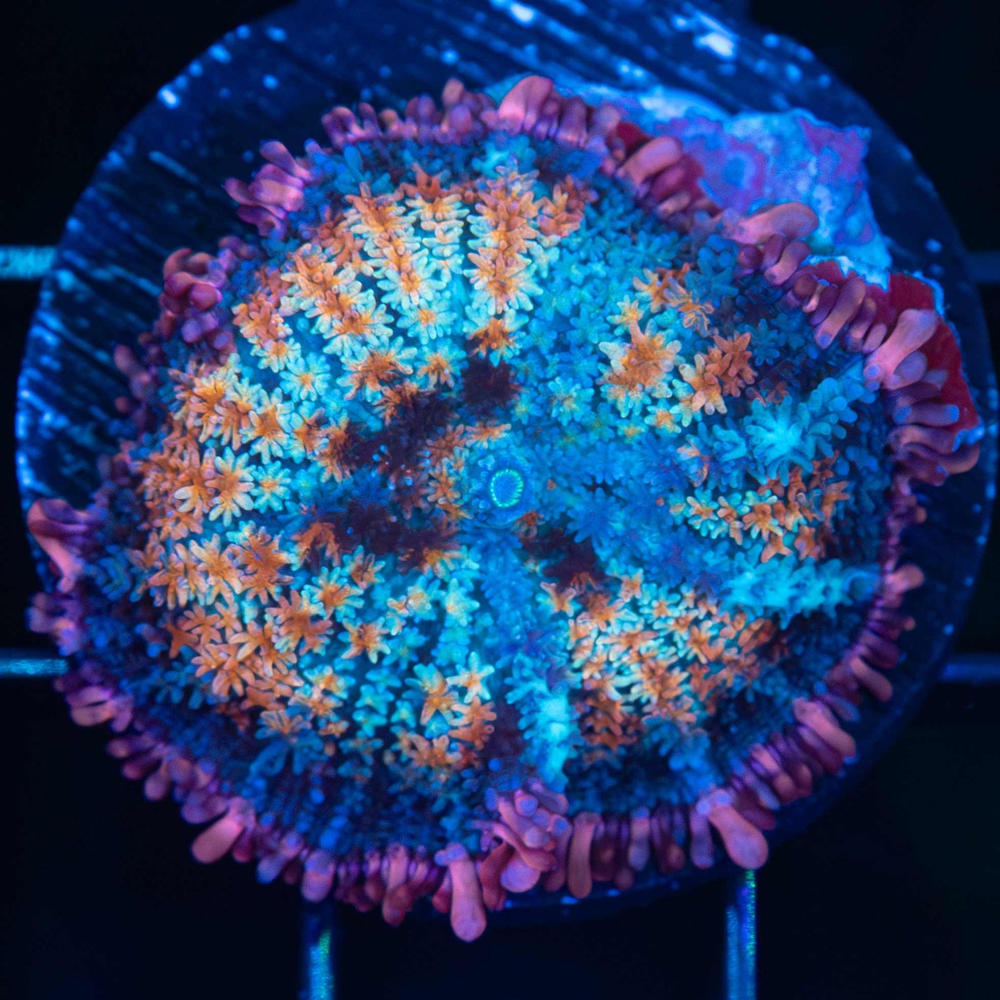 Rainbow Frankenstein Mushroom