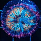 Rainbow Frankenstein Mushroom