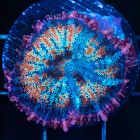 Rainbow Frankenstein Mushroom