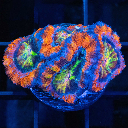 Rainbow Freak Acan
