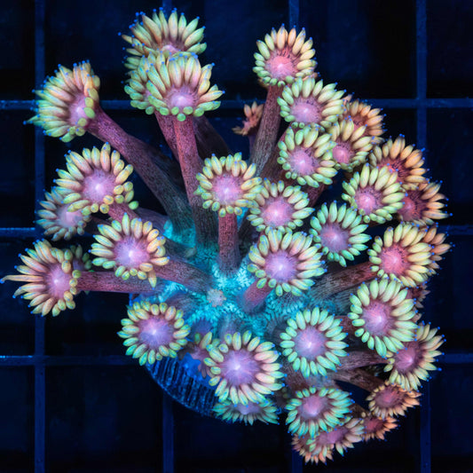Rainbow Freckle Goniopora Coral (Large Frag)