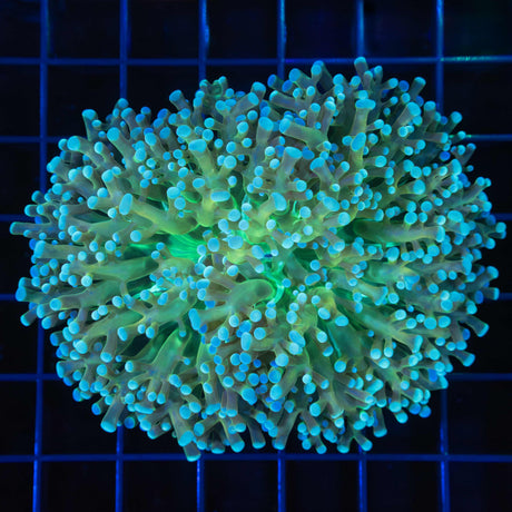 Rainbow Octospawn Coral