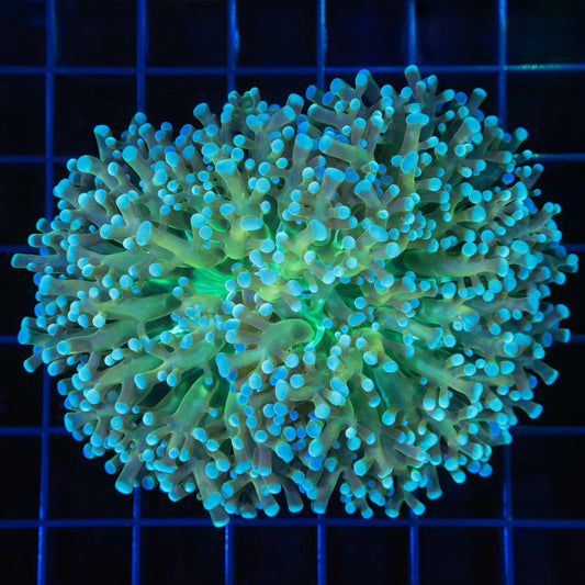 Rainbow Octospawn Coral