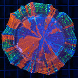 Rainbow Glitter Acanthophyllia