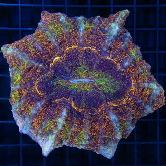 Rainbow Glitter Acanthophyllia 4.5"