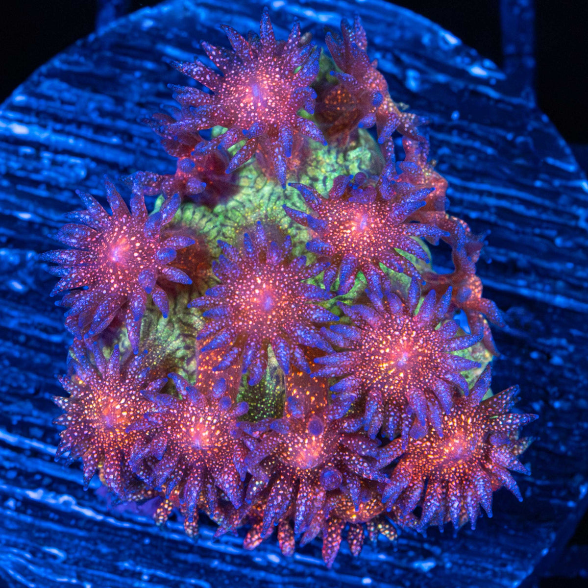 Rainbow Glitter Goniopora