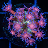 Rainbow Glitter Goniopora Medium Frag