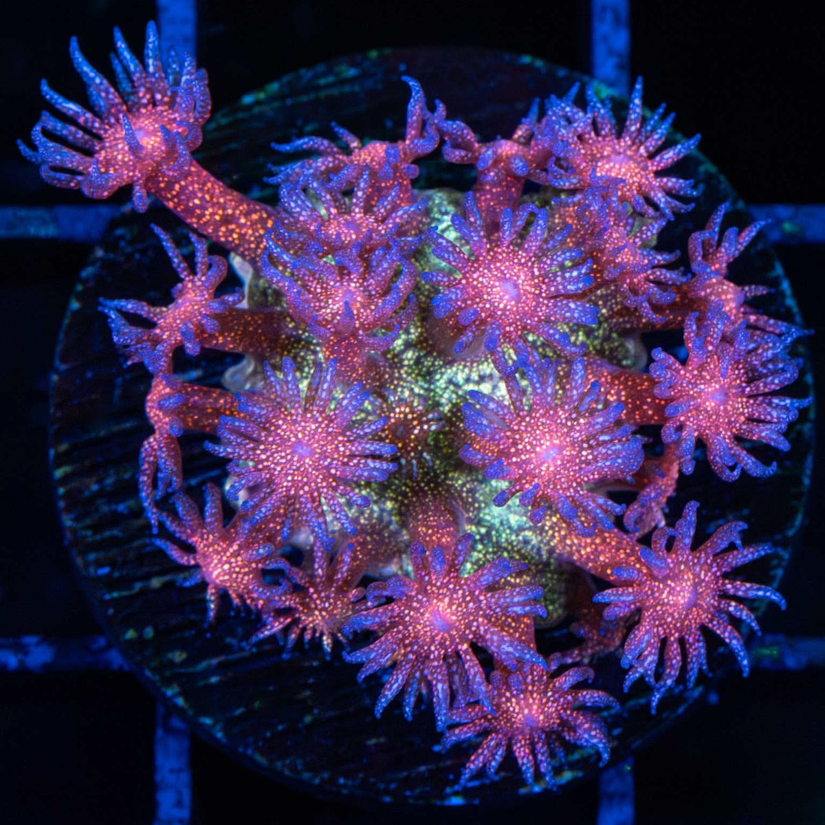 Rainbow Glitter Goniopora Medium Frag