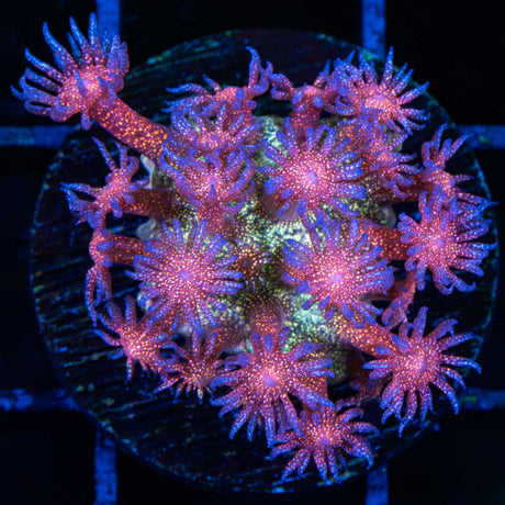 Rainbow Glitter Goniopora Medium Frag
