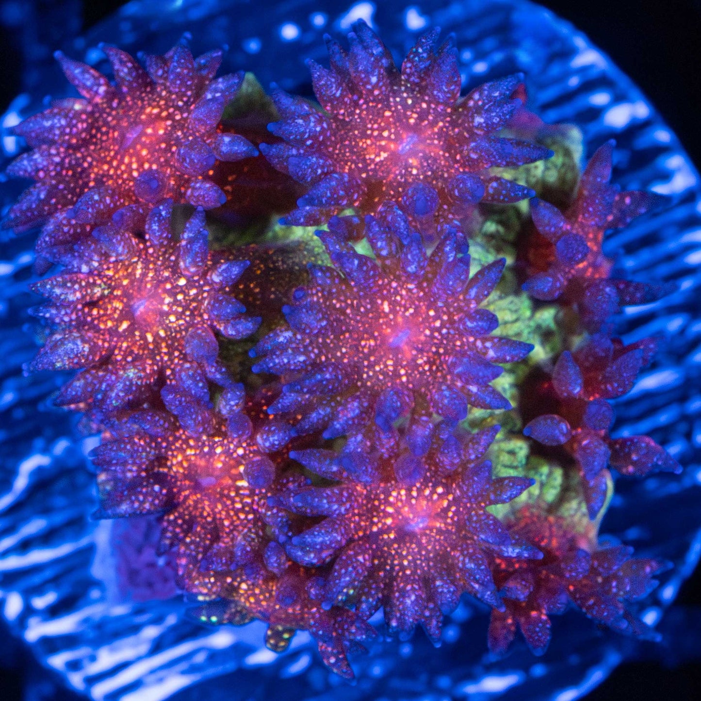 Rainbow Glitter Goniopora