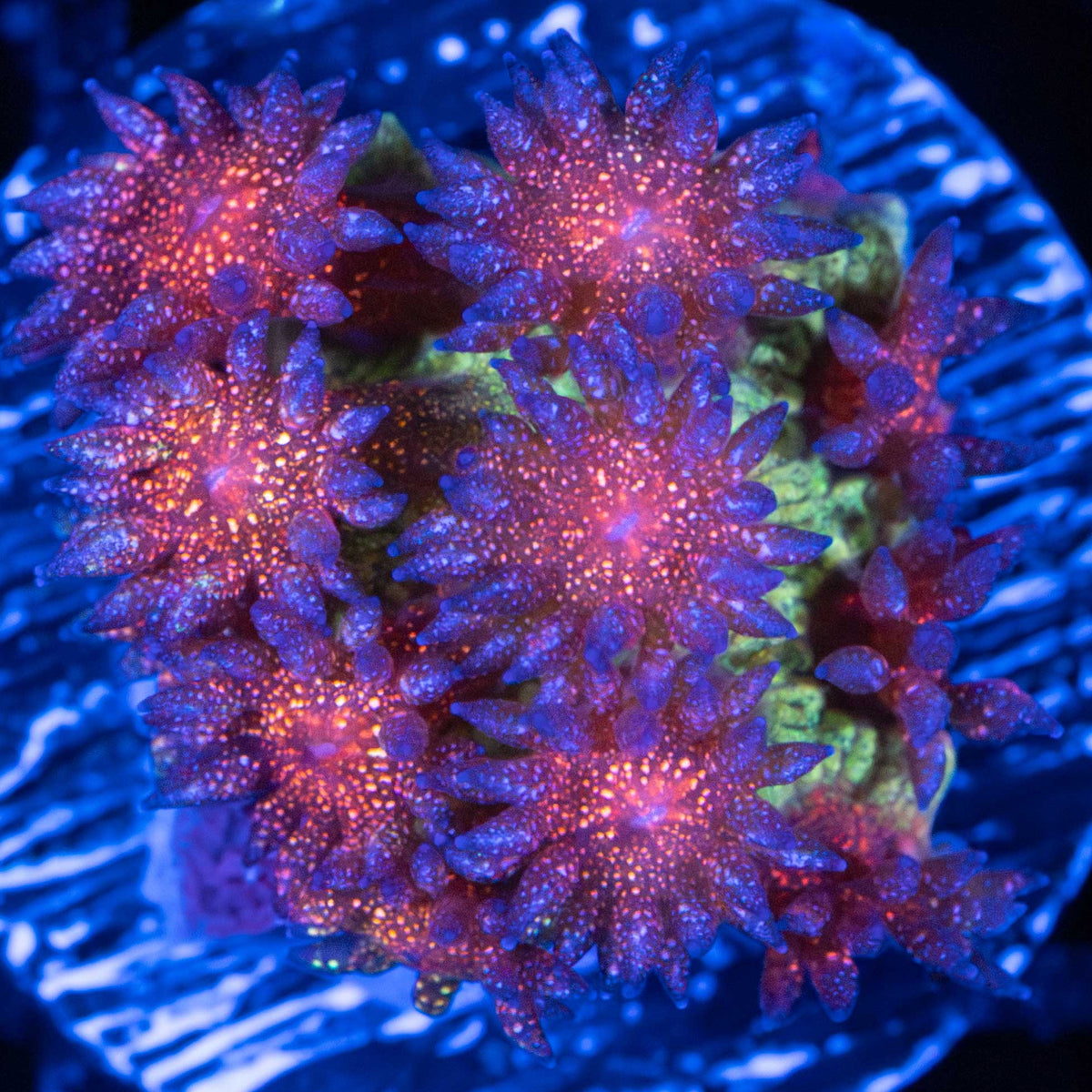 Rainbow Glitter Goniopora