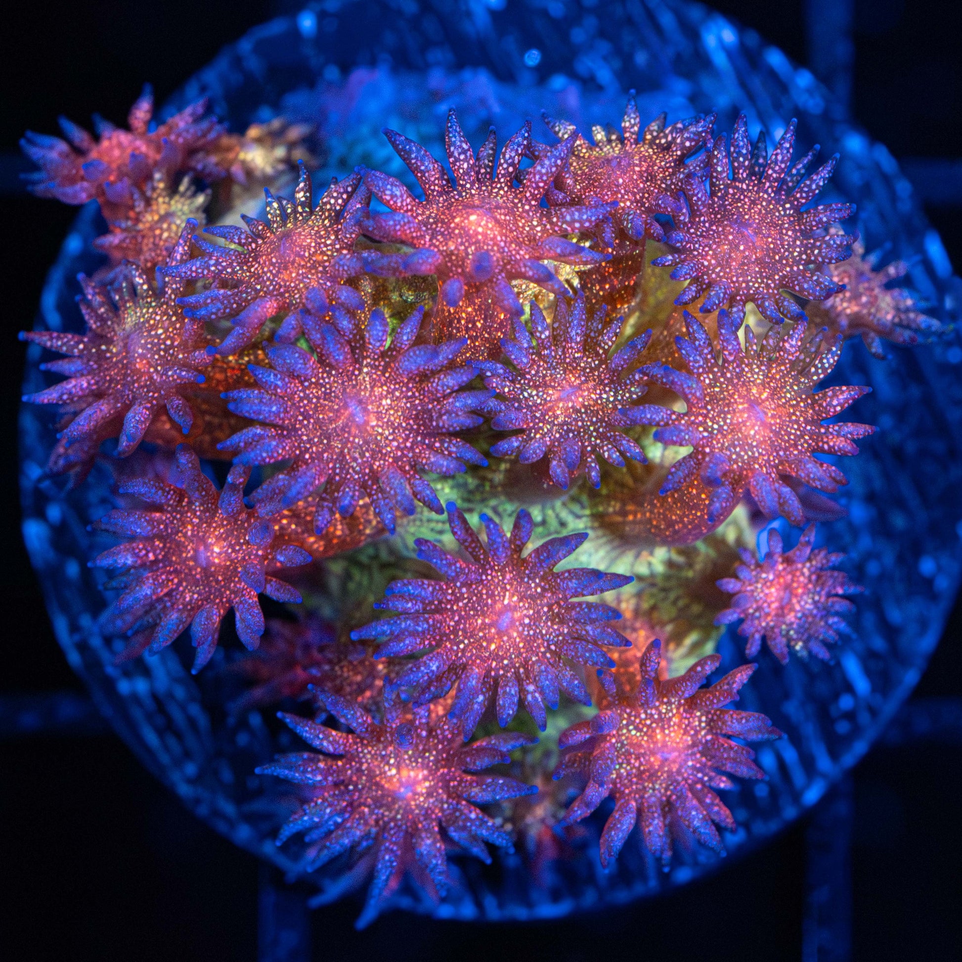 Rainbow Glitter Goniopora