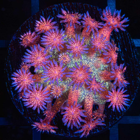 Rainbow Glitter Goniopora