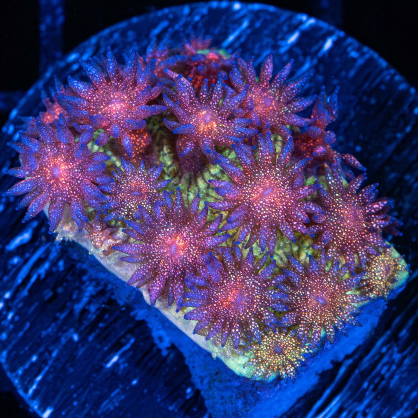 Rainbow Glitter Goniopora