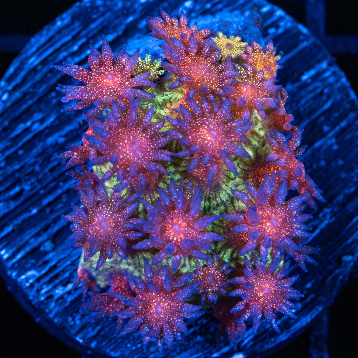 Rainbow Glitter Goniopora