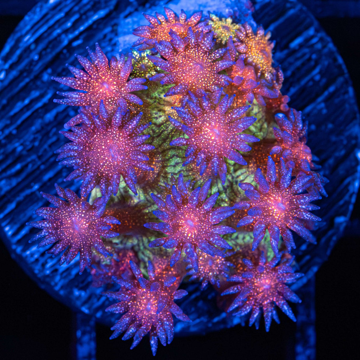 Rainbow Glitter Goniopora Medium Frag