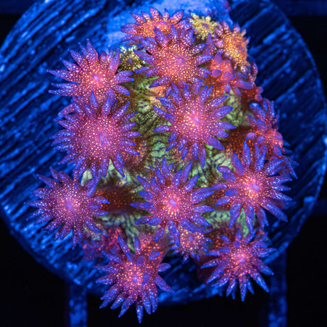 Rainbow Glitter Goniopora Medium Frag