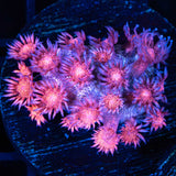 rainbow glitter goniopora with gold base