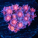 Rainbow Glitter Goniopora with gold base