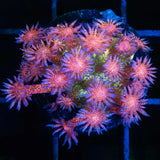 Rainbow Glitter Goniopora