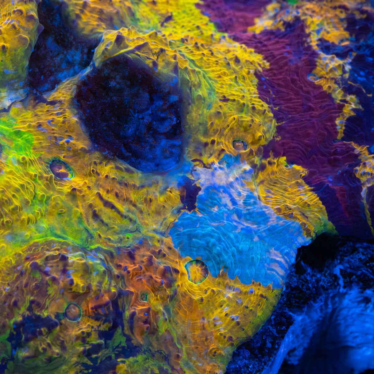 Rainbow Goku Chalice Colony Close Up
