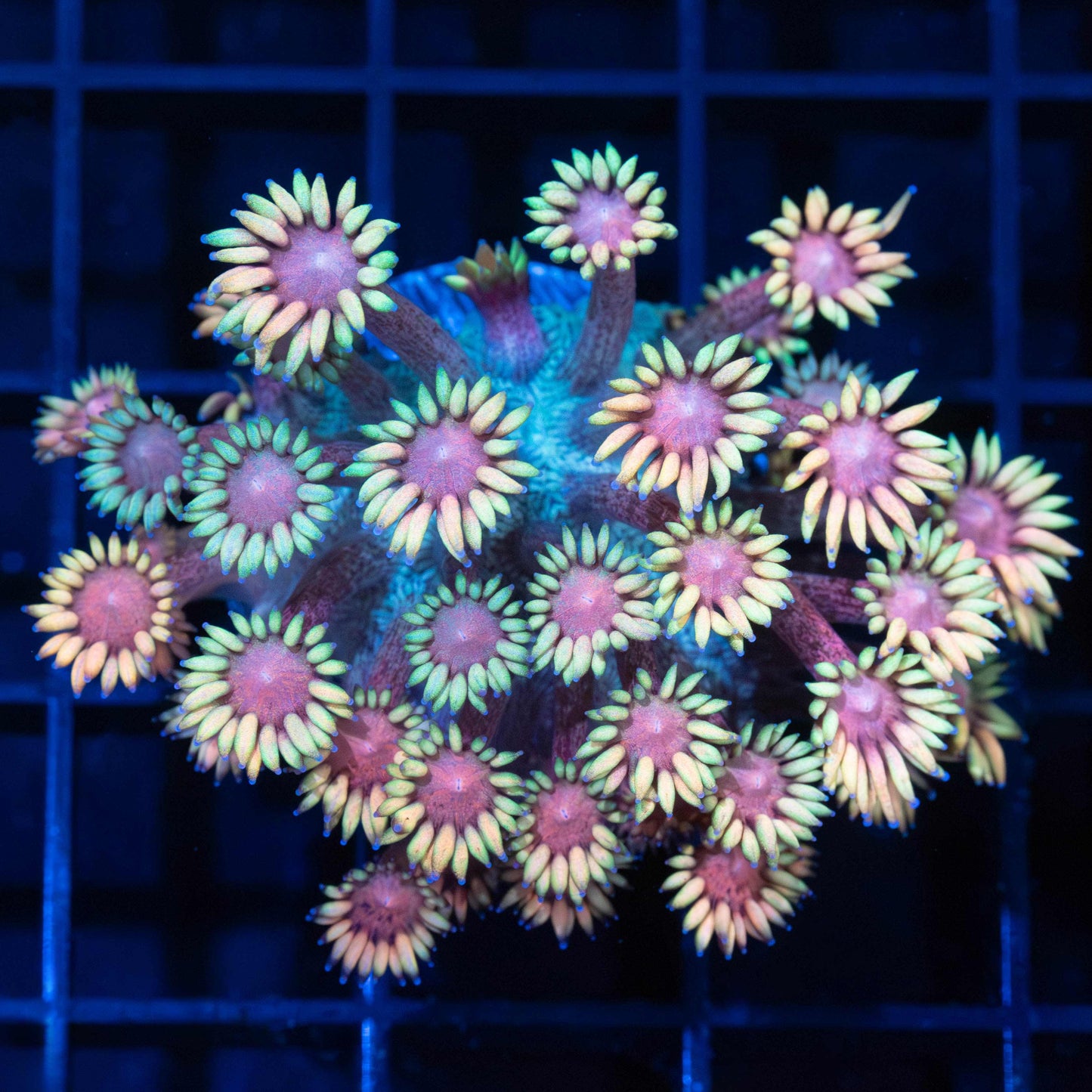 Rainbow Goniopora Coral (Large Frag)